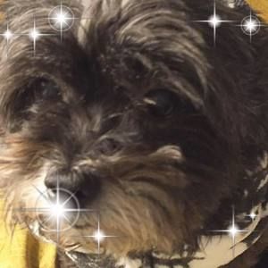 Meet your Posher, Pamela